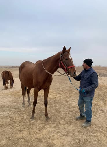 где купить кошку в бишкеке: Продаю | Кобыла (самка) | Английская | Рабочий | Племенные — 1