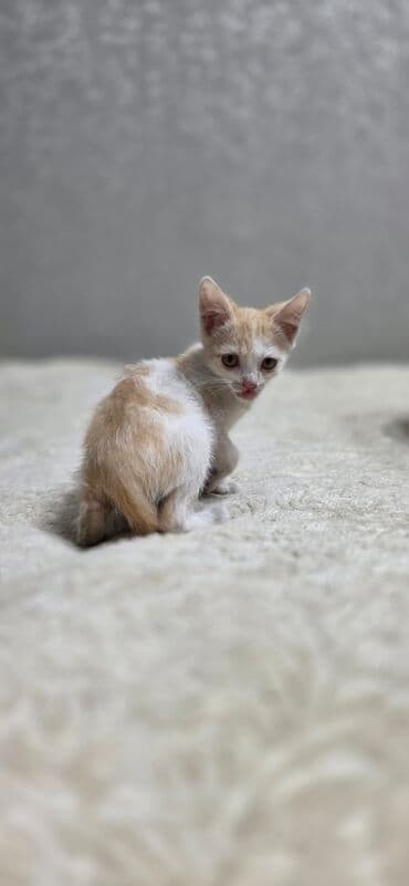 tuxedo порода кошек цена: Британская короткошёрстная, 1 месяц, Девочка, Черный, Приучена к лотку — 4