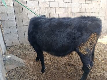 продаю связи с переездом: Сатам | Кунаажын | Бордоп семиртүү үчүн | Кысыр, Байланган — 2