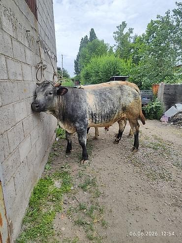 железный ящик: Продаю | Бык (самец) | На откорм | Привязанные — 5