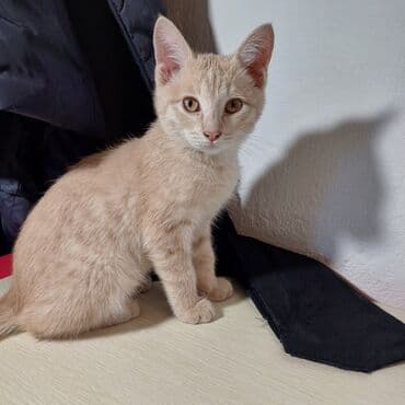 дом кошка: Кошка даром: Беспородная, 3 месяца, Мальчик, Приучена к лотку — 3