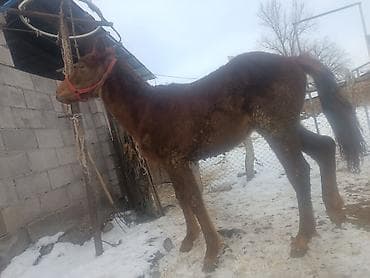 бычки в канте: Продаю | Жеребенок | Рабочий — 7