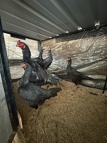 капибара животное: Дакан жумурка сатылат 150сом — 2