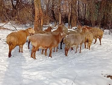восточно эвропейская овчарка: Продаю | Овца (самка), Баран (самец) | Арашан — 7