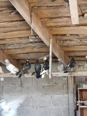 ящик для белья: Порода: СРОЧНО МОГУ ПРОДАТЬ ОПТОМ ЦЕНОЙ НЕ ОБИДЕМ декоративные голуби — 8