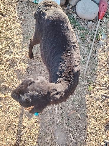 стрижка бараны: Продаю | Овца (самка) — 2