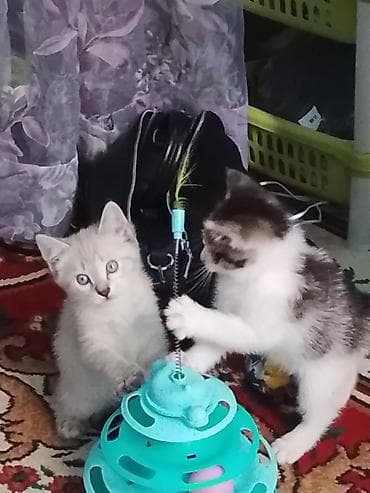 Кошки: Котята, домашние, ласковые и игривые. Дата выпуска 13 апреля — 6