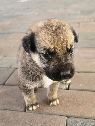 щенок собака: Щенки метисы мама овчарка папа дворняжка короткошерстные — 1