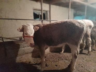 Продаю | Тёлка