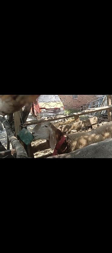 белая вислоухая кошка: Продаю | Баран (самец) | Арашан | Для разведения | Племенные — 9