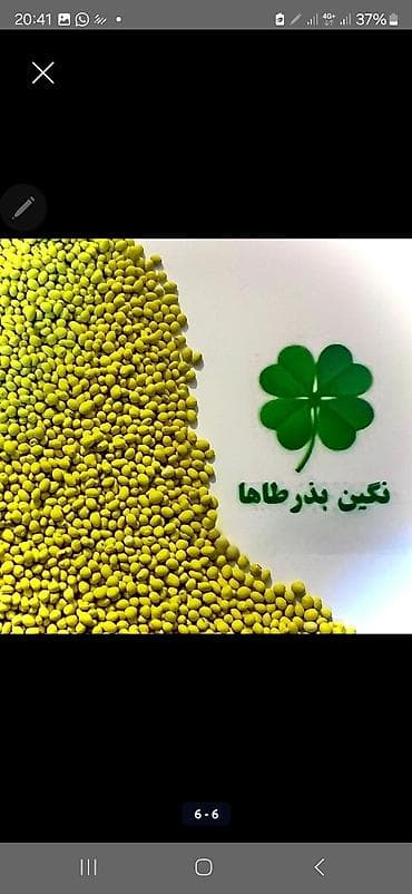 косим кукурузу: Семена люцерны!!! 
Сорт: Багира 
Есть гарантии на семена — 7