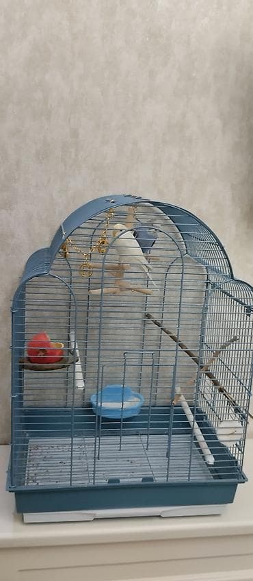 попугаи с клеткой: Волнистые попугаи с комплектом клетки и аксессуаров. Состав набора: - — 2