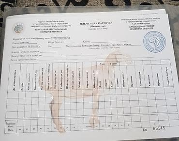 козы бараны: Продаю | Овца (самка), Ягненок | Арашан — 7