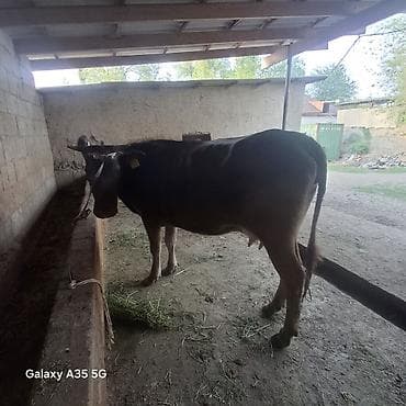 ит мышык: Сатам | Уй (ургаачы) | Швиц | Сүт алуу үчүн | Байланган — 8