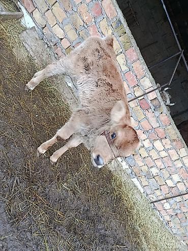 Продаю | Тёлка | На откорм | Привязанные