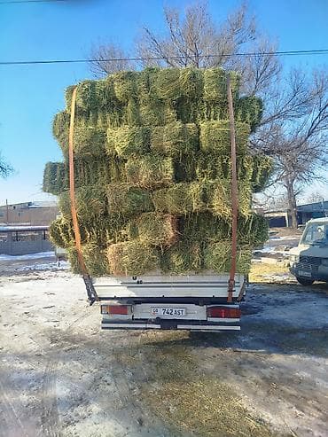 жүгөрү сатып алам: Клевер тук плотный метровый плотный мощный доставкой 430 сом — 1
