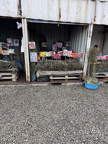 Саженцы Платная доставка