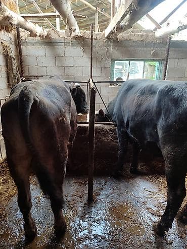 бычки на откорм: Продаю | Бык (самец) | На откорм | Привязанные — 4