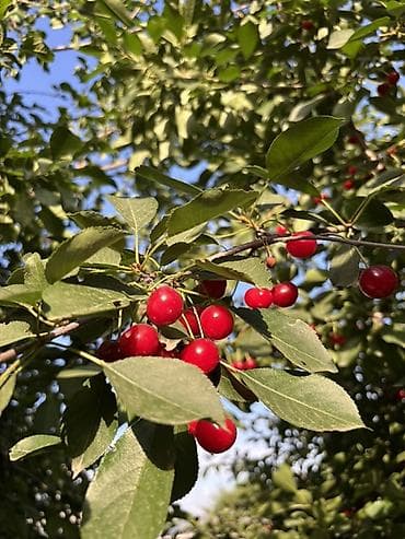 черный орех: Вишня В розницу, Самовывоз, Платная доставка — 4