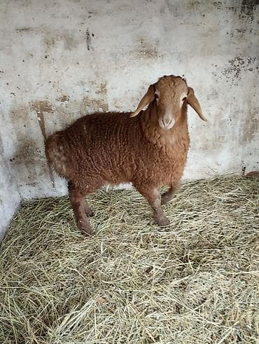 тай дай: Продаю | Овца (самка) | Для разведения | Племенные — 5