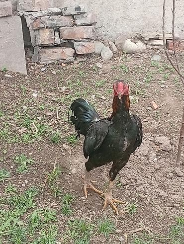 жылкы жаныбар: Сатам | Короздор | Тебиштирүүчү | Көбөйтүү үчүн — 1