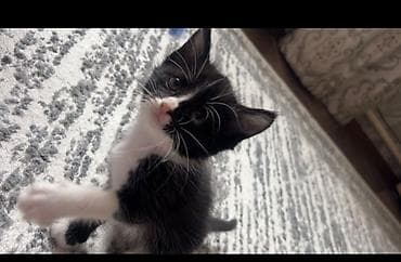 турецкая ангора кошка цена: Кошка даром: Беспородная, 2 месяца, Девочка — 1