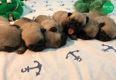 щен: РАНЕЕ БРОНИРОВАНИЕ ЩЕНКОВ МОПСА — 3