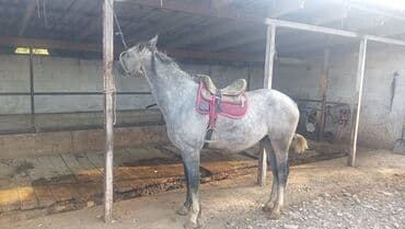 продаю охотничий собаку дратхар: Продаю | Жеребец | Рабочий — 1