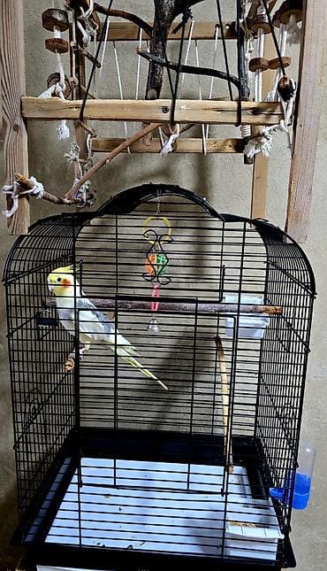 голубей птицы: Продаю кореллу (самца) 4 года. с клеткой — 3
