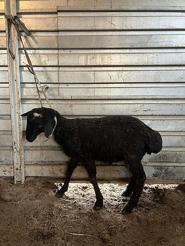 А/ч жаныбарларын сатам: Сатам | Козу, Кочкор (эркек) | Союуга | Бычылган — 4