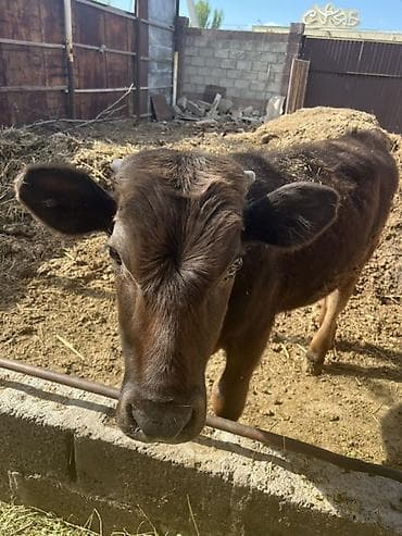 ангус бука: Продаю | Бык (самец) | На откорм — 1