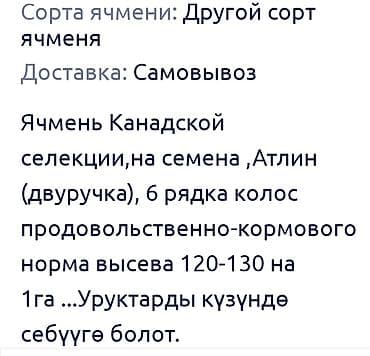 косим кукурузу: Семена ячменя канадской селекции, сорт Атлин (двуручка). Колос — 1
