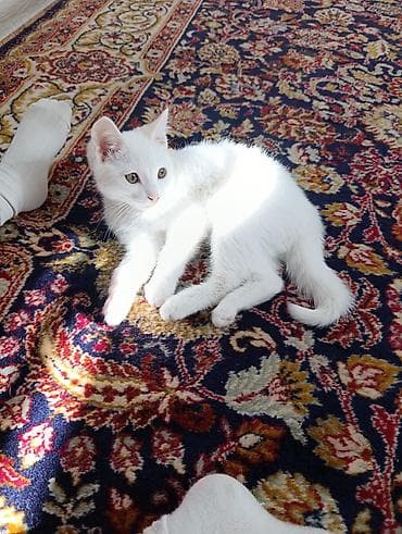 ориентальные кошки: 3 месяца, Девочка — 3