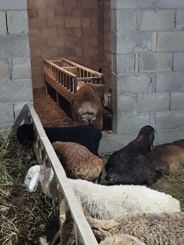 продажа баранов в бишкеке: Продаю | Баран (самец) | Для разведения — 1