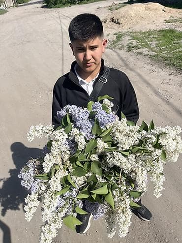 даром цветы: Сирень — 4