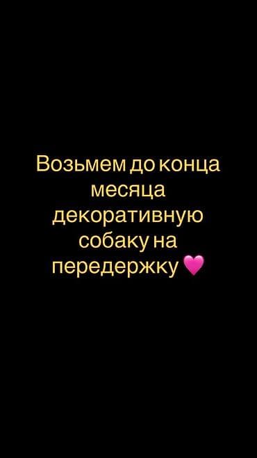 Передержка декоративной собаки до конца месяца. - Берём мелкие и
