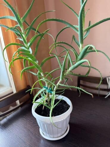 растения для аквариума: Алоэ (столетник) в горшке - Крупное комнатное растение-суккулент с — 3