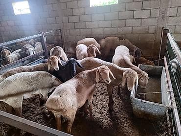 кошеи: Продаю | Овца (самка) | Для разведения | Ярка — 9