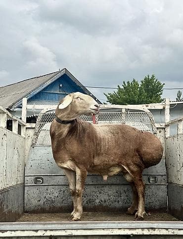корм для собак купить: Продаю | Баран (самец) — 1