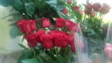 орхидеи в горшке купить с доставкой: Голландские розы 80см — 3