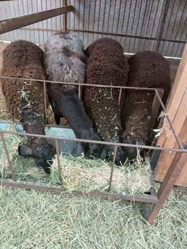 продажа кормов для сельскохозяйственных животных: Продаю | Овца (самка) | Арашан | Для разведения | Племенные, Котные, Осеменитель — 16