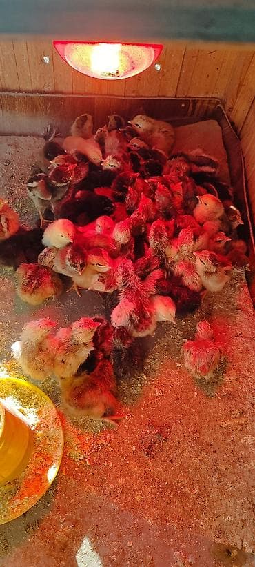 Продаю | Цыплята | Для разведения