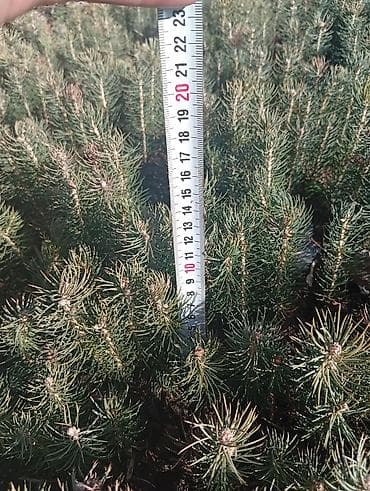 Семена и саженцы: Саженцы ели голубой (Picea pungens, голубая ель) из открытого грунта — 3