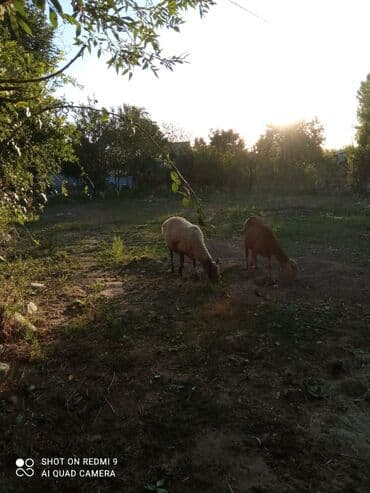 продажа домов чолпон ата: 5 соток, Для сельского хозяйства, Красная книга, Тех паспорт — 2