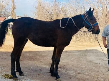 металлический ящик: Продаю | Кобыла (самка) | Рабочий | Мерин — 4