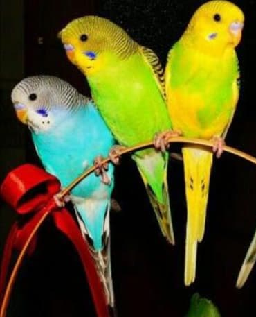Волнистые попугайчики разных цветов а так же есть другие разные породы