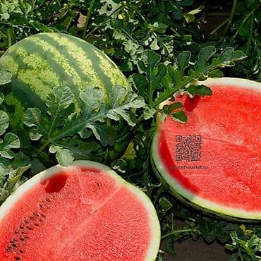 Арбузы Оптом at lalafo.kg Арбузы Оптом