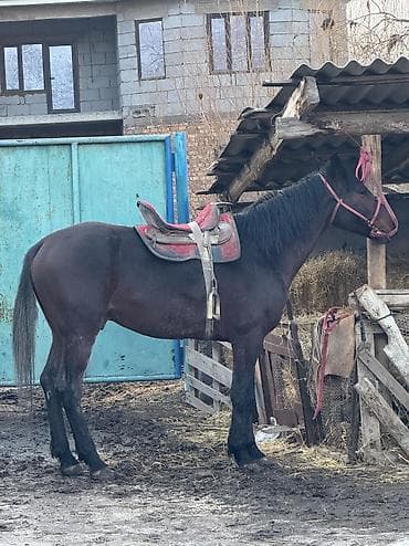 собаки хаски: Продаю | Конь (самец) | Конный спорт — 3