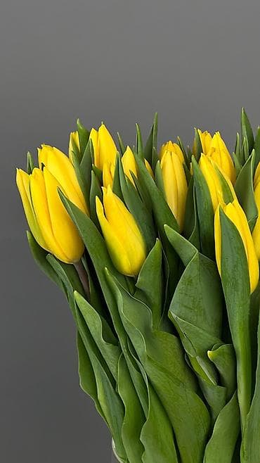 цветы тульпан: Крупные голландские тюльпаны, длина стебля 45–50 см. Доступны яркие — 3