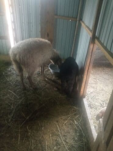 Кемирүүчүлөр: Сатам | Ургаачы кой (ургаачы) | Эдильбай | Көбөйтүү үчүн | Ургаачы — 4